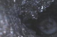 Myotis daubentonii