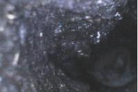 Myotis daubentonii