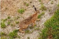 Lepus europaeus