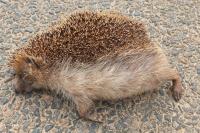 Erinaceus europaeus