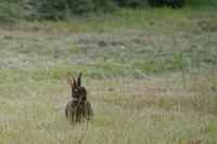 Oryctolagus cuniculus