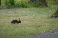 Oryctolagus cuniculus