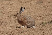 Lepus europaeus
