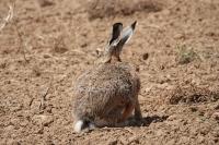 Lepus europaeus