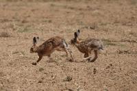 Lepus europaeus