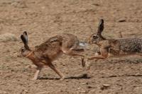 Lepus europaeus