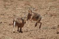 Lepus europaeus