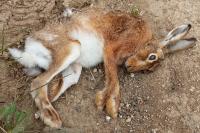 Lepus europaeus