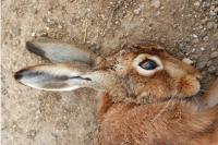 Lepus europaeus