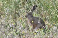 Lepus europaeus
