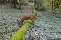 Capreolus capreolus