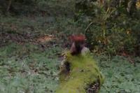 Sciurus vulgaris