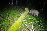 Sus scrofa