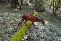 Capreolus capreolus