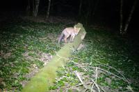 Vulpes vulpes