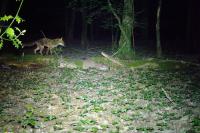 Vulpes vulpes
