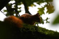 Sciurus vulgaris