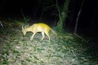Capreolus capreolus