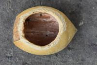 Muscardinus avellanarius