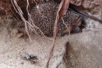 Erinaceus europaeus