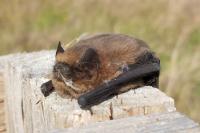 Pipistrellus