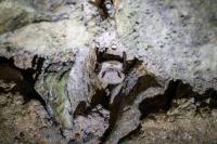 Myotis mystacinus