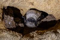 Myotis mystacinus