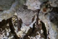 Myotis daubentonii