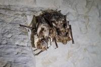 Myotis myotis