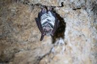 Myotis bechsteinii