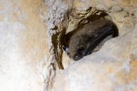 Myotis mystacinus
