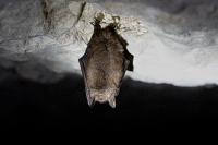 Myotis emarginatus