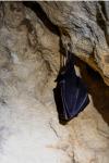 Rhinolophus ferrumequinum
