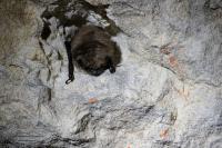 Myotis mystacinus
