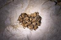 Myotis emarginatus