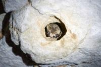 Myotis bechsteinii