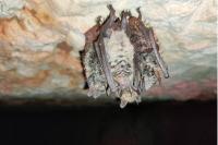 Myotis emarginatus