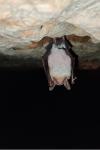 Myotis myotis