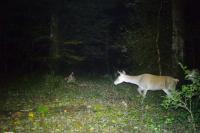 Cervus elaphus