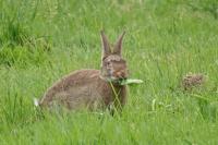 Oryctolagus cuniculus