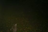 Lepus europaeus