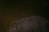 Sus scrofa