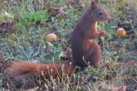 Sciurus vulgaris