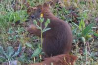 Sciurus vulgaris