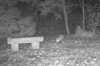 Vulpes vulpes