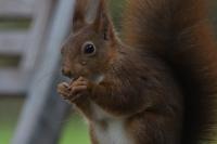 Sciurus vulgaris
