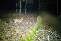 Vulpes vulpes