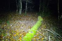 Martes martes