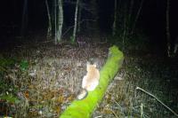 Vulpes vulpes