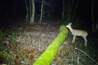 Capreolus capreolus
